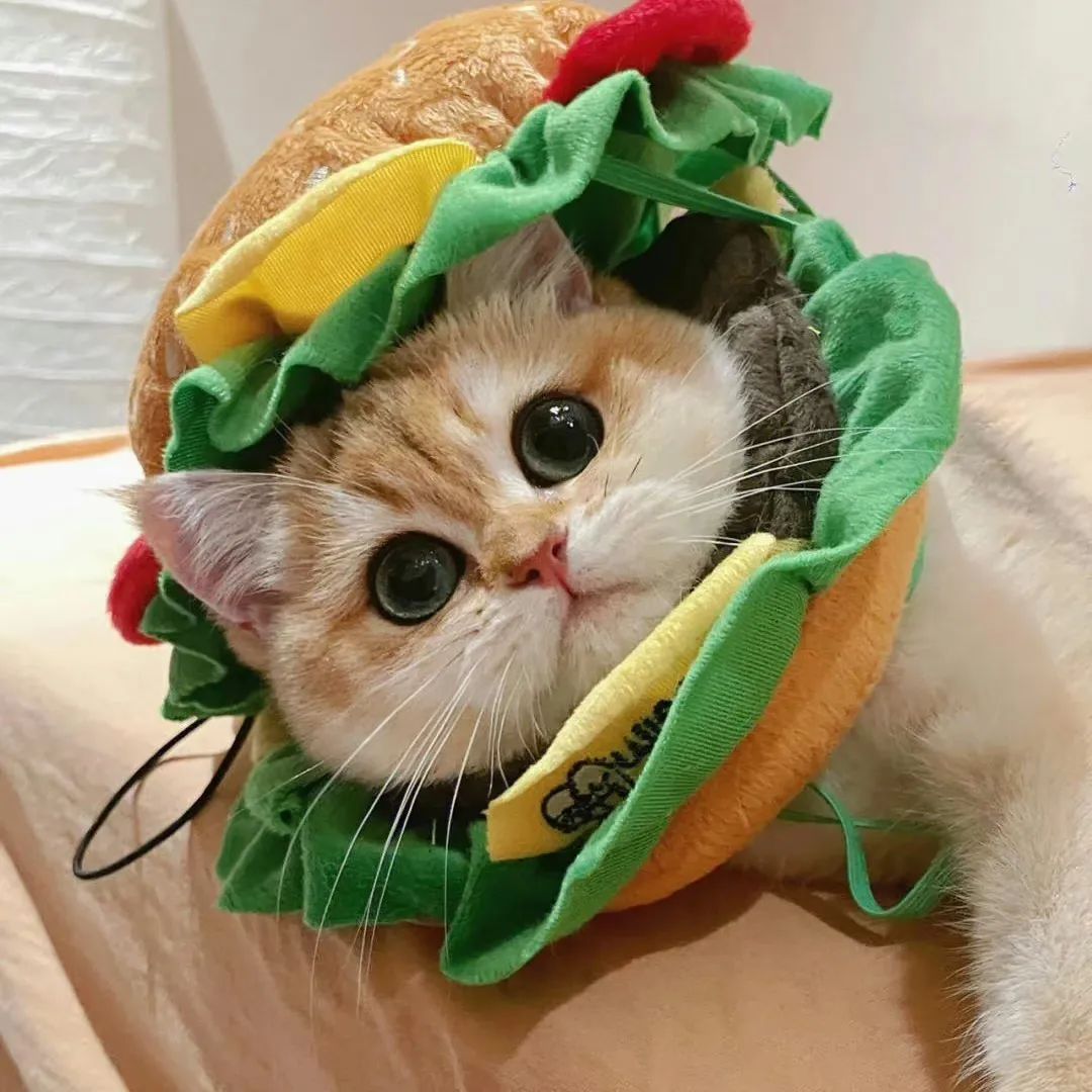 汉堡小猫咪和小鸭子风格一组的动漫漫画头像篇  记得收藏