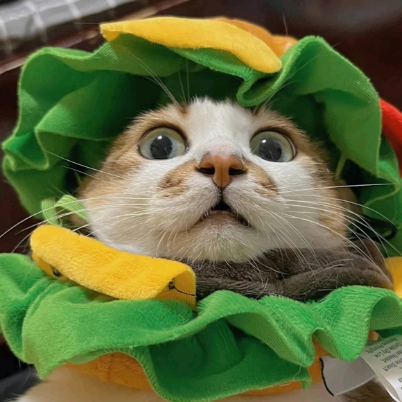 装扮搞怪小猫咪小狗风格一组的动漫漫画头像篇  记得收藏