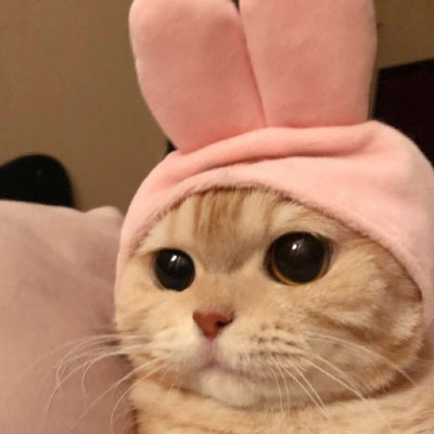 可爱小猫咪萌萌哒风格一组的动漫漫画头像篇大合集  记得收藏