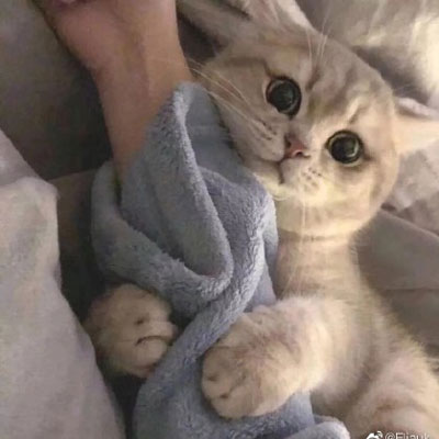 可爱小猫咪萌萌哒风格一组的动漫漫画头像篇大合集  记得收藏插图1