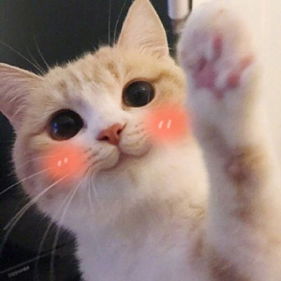 可爱小猫咪萌萌哒风格一组的动漫漫画头像篇大合集  记得收藏插图2