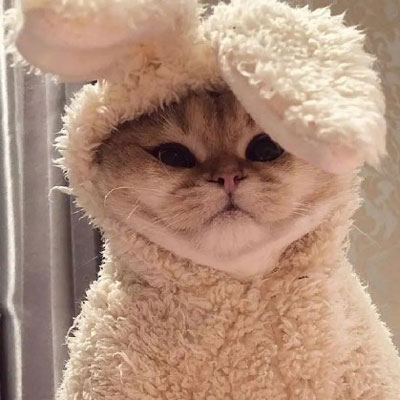 可爱小猫咪萌萌哒风格一组的动漫漫画头像篇大合集  记得收藏插图3