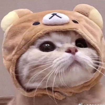 又来更新小猫咪可爱风格一组的动漫漫画头像篇  记得收藏