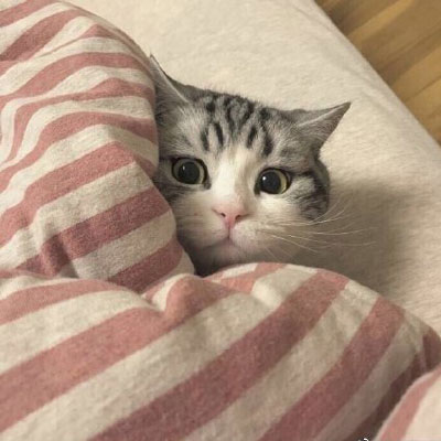 又来更新小猫咪可爱风格一组的动漫漫画头像篇  记得收藏插图1