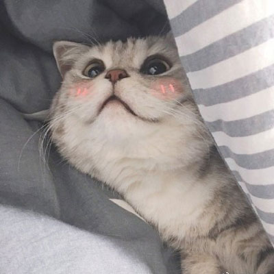 又来更新小猫咪可爱风格一组的动漫漫画头像篇  记得收藏插图2