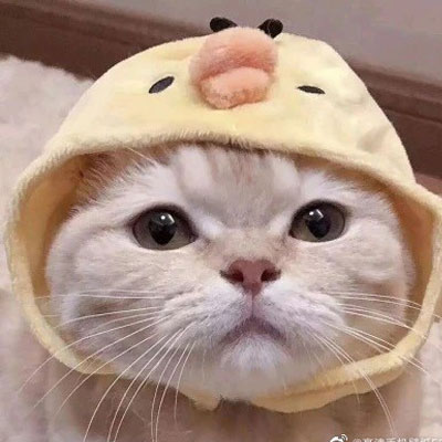 又来更新小猫咪可爱风格一组的动漫漫画头像篇  记得收藏插图3